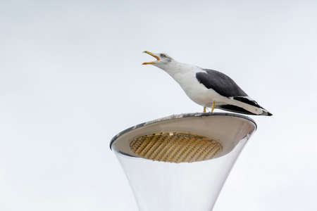 Close up view of seagull on top of streetlight doing a mating call.の写真素材