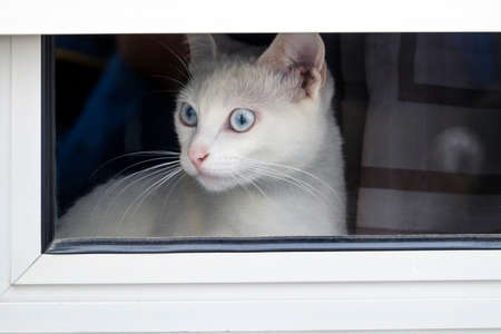Alone white domestic cat looking through a window.