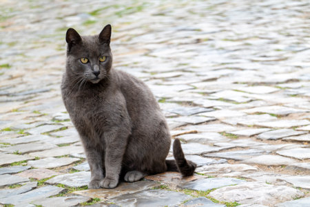 Alone gray domestic cat in the street.の写真素材