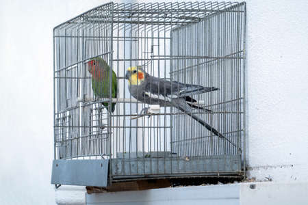 A peach faced lovebird and a cockatiel bird inside a cage.