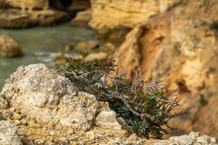 Pistacia lentiscus, known as lentisk or mastic, located in the Mediterranean region, Lagoa, Portugal.の写真素材