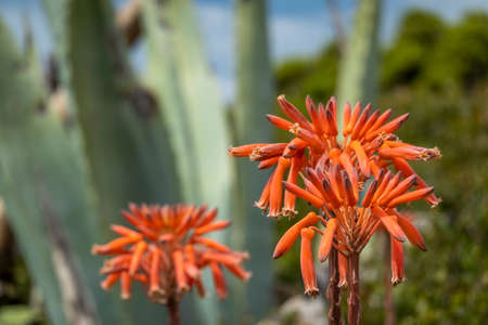 Aloe Vera Flowers in full bloom in the Algarve region, Portugalの写真素材