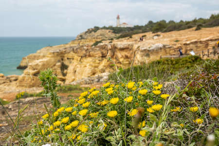 Mediterranean Beach Daisy (Pallenis maritima) coastline native flower, located in the Algarve coastline, Portugal.の写真素材