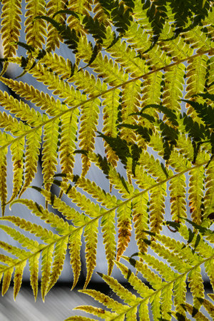 Closeup of large fern leaf inside a cold greenhouse.