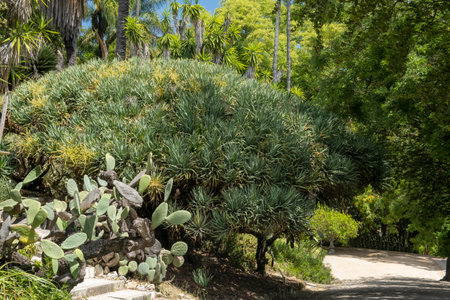 Dracaena draco, also known as the Canary Islands dragon tree or dragon.の写真素材