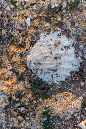 Shell deposits trapped in sandstone layers on the cliffs of the Algarve region. Portugal.の写真素材