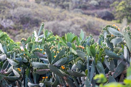 View of the Indian fig opuntia also known as prickly pear plant.