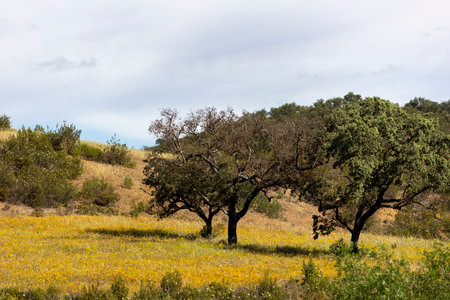 Typical countryside landscape of the Algarve region interior with cistus ladanifer plants.の写真素材
