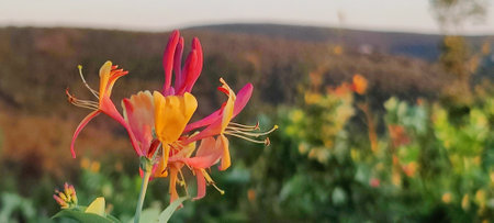 Close view of the Etruscan honeysuckle flower (lonicera etrusca).の写真素材