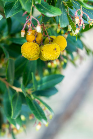 Close up view of the fruit from the Arbutus Unedo tree also known as Strawberry Tree.の写真素材