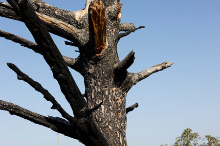 Close view of a dead tree from a forest fire.