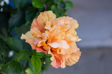 Close up view of the beautiful Orange Hibiscus flower.の写真素材