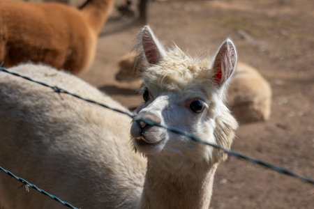 Close up view of a group of alpaca animals on a fenced ranch.の写真素材