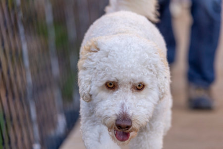 Close view of a white curly dog on a wooden pathwayの写真素材