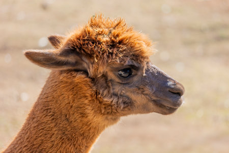 Close up view of a group of alpaca animals on a fenced ranch.の写真素材