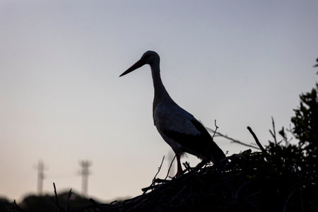 White stork bird (Ciconia Ciconia) on a nest.の写真素材