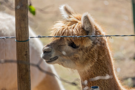 Close up view of a group of alpaca animals on a fenced ranch.の写真素材