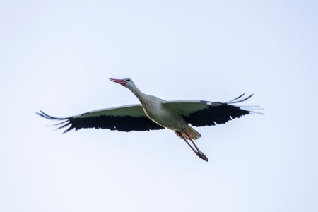 White stork bird (Ciconia Ciconia) flying in the sky.の写真素材