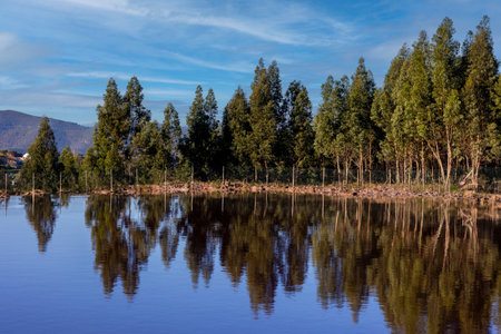Eucalyptus trees create a reflection on the lake, Monchique region, Portugal.