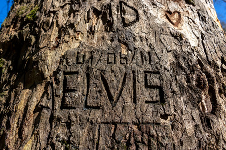 The name Elvis carved on a tree in a mountainous area of Monchique, Portugal.