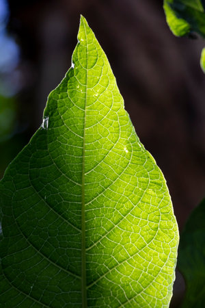 Close up macro of green leaf, with sunlight passing through.の写真素材