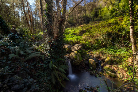 Tall trees and a fresh stream of water on a mountainous area of Monchique, Portugal.の写真素材