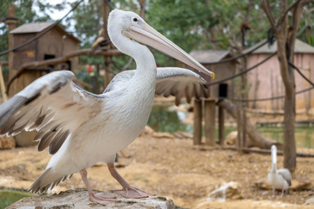 Close up view of the spot-billed pelican (Pelecanus philippensis).の写真素材