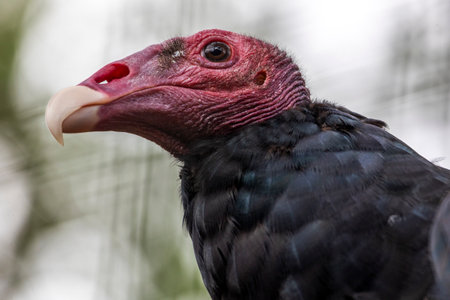 Close up view of a turkey vulture (Cathartes aura) in a zoo.の写真素材