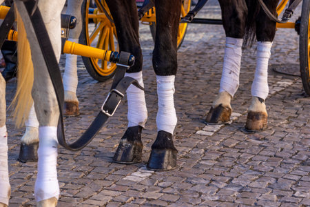 Detail of legs of horses on a period representation event of Carriage coupling traditional event with beautiful carriages with horses and person dressed for the occasion.の写真素材