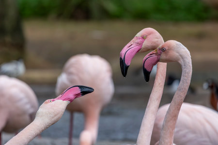 Close up view of the beautiful pink flamingo bird in a zoo.の写真素材