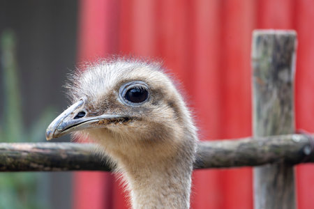 Close up view of lesser rhea (Rhea pennata) bird.の写真素材