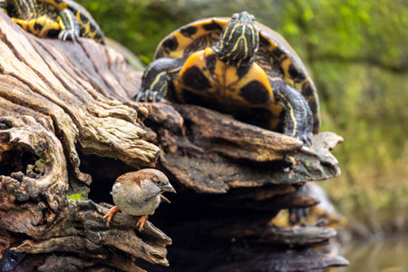 Close view of a Sparrow bird and a red-eared terrapin turtle