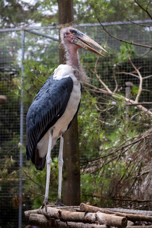 Close view of a marabou stork (Leptoptilos crumenifer) bird.の写真素材