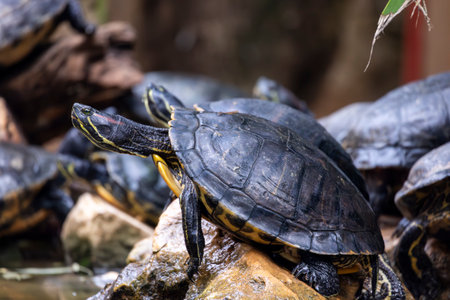 Close view of a bunch red-eared terrapin (Trachemys scripta elegans) on a pond.の写真素材