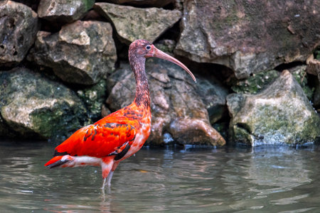 Close up view of a Scarlet red ibis (Eudocimus ruber) bird.の写真素材