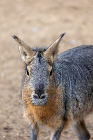 Close up view of a Patagonian mara (Dolichotis patagonum).の写真素材