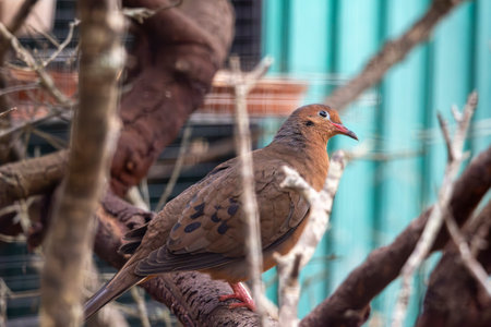 Close up view of a ruddy ground dove (Columbina talpacoti) bird.の写真素材