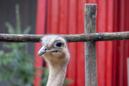 Close up view of lesser rhea (Rhea pennata) bird.