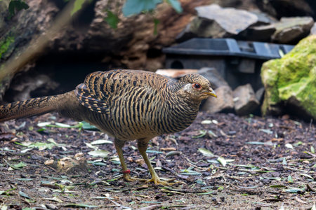 Close up view of a female golden pheasant (Chrysolophus pictus) bird.の写真素材