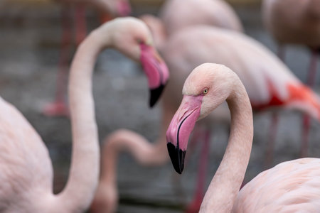 Close up view of the beautiful pink flamingo bird.の写真素材