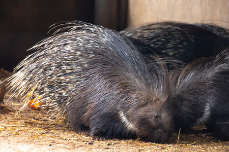 Close up view of a Cape porcupine (Hystrix africaeaustralis).の写真素材