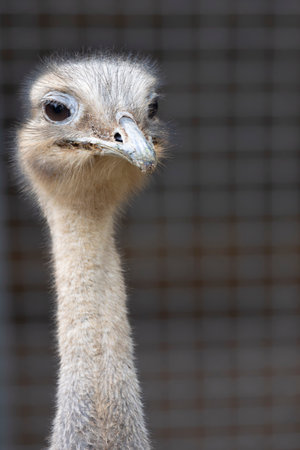 Close up view of lesser rhea (Rhea pennata) bird.