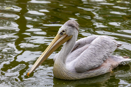 Close up view of the spot-billed pelican (Pelecanus philippensis).の写真素材