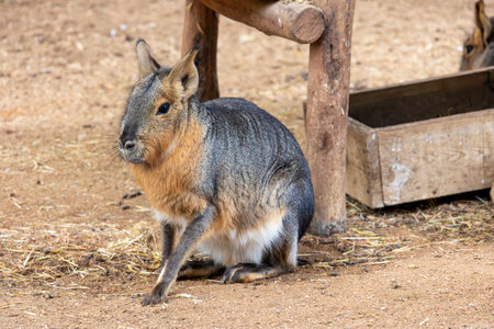 Close up view of a Patagonian mara (Dolichotis patagonum).の写真素材