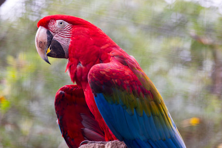 Close up view of a red-and-green macaw (Ara chloropterus) bird.