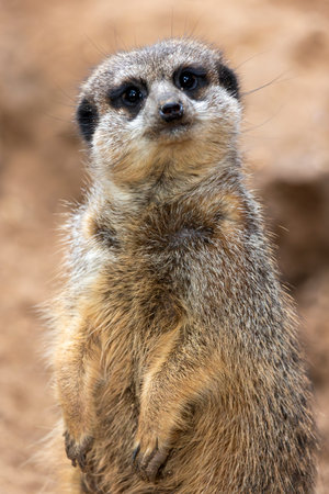Close up view of the cute meerkat (Suricata suricatta) mongoose.の写真素材