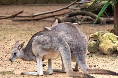 Close up view of an eastern gray kangaroo (Macropus giganteus).の写真素材