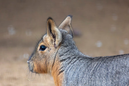 Close up view of a Patagonian mara (Dolichotis patagonum).の写真素材