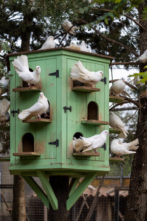 Close up view of White doves in captivity in a zoo.の写真素材