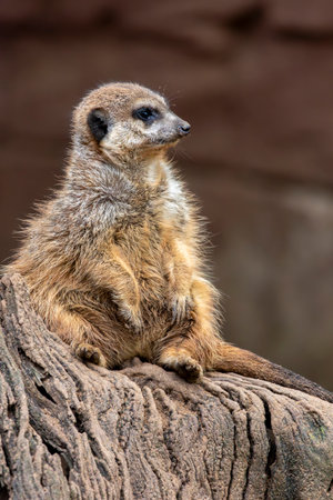 Close up view of the cute meerkat (Suricata suricatta) mongoose.の写真素材